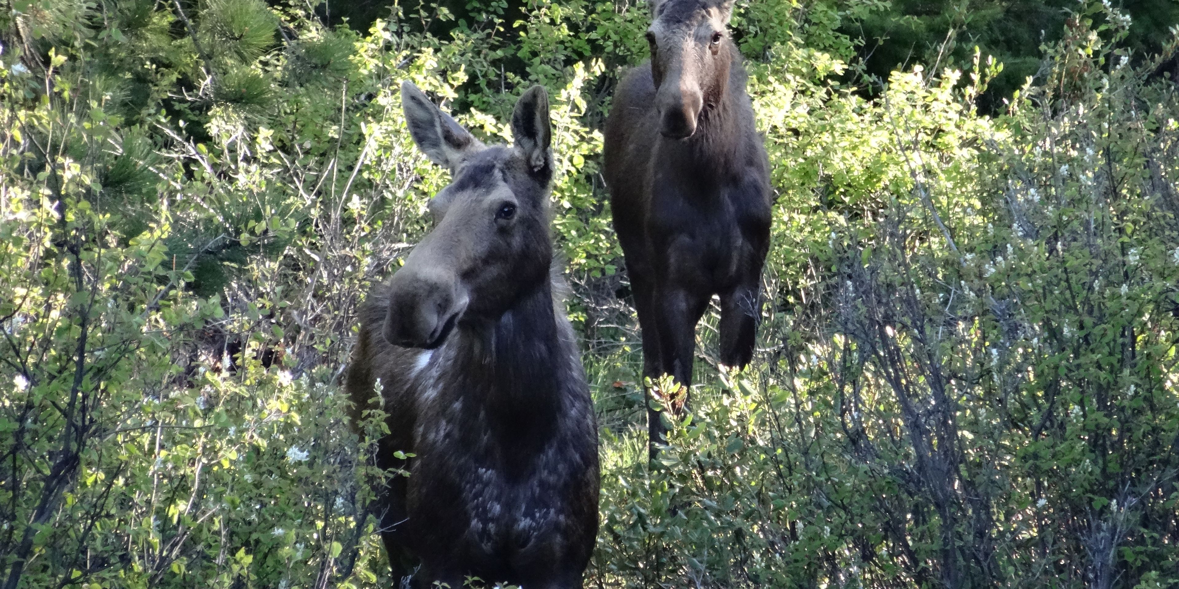 Eine Herde von Dickhornschafen klettert durch das Gebirge
