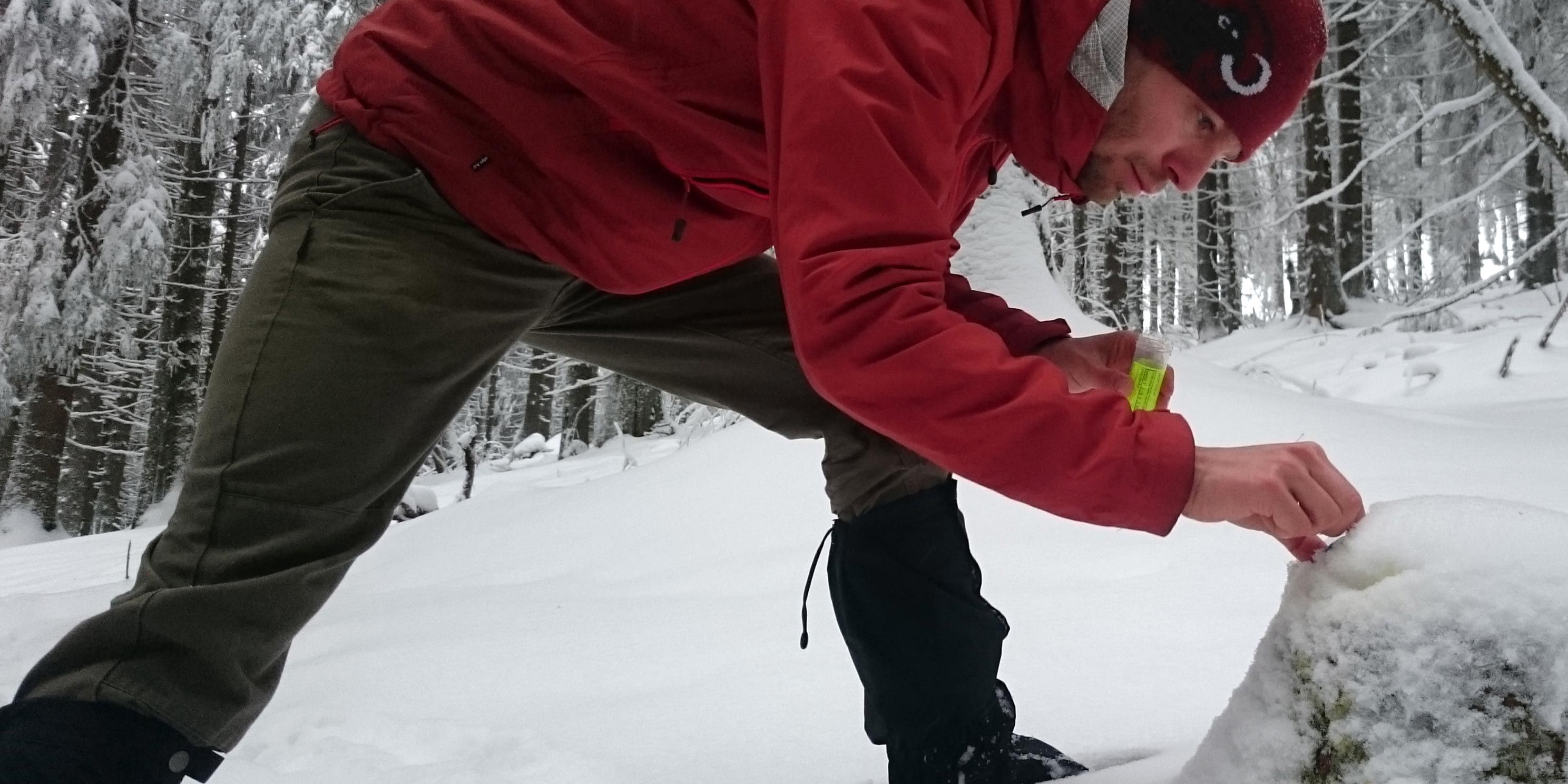 A volunteer in the wolf and lynx project doing research work in the forest