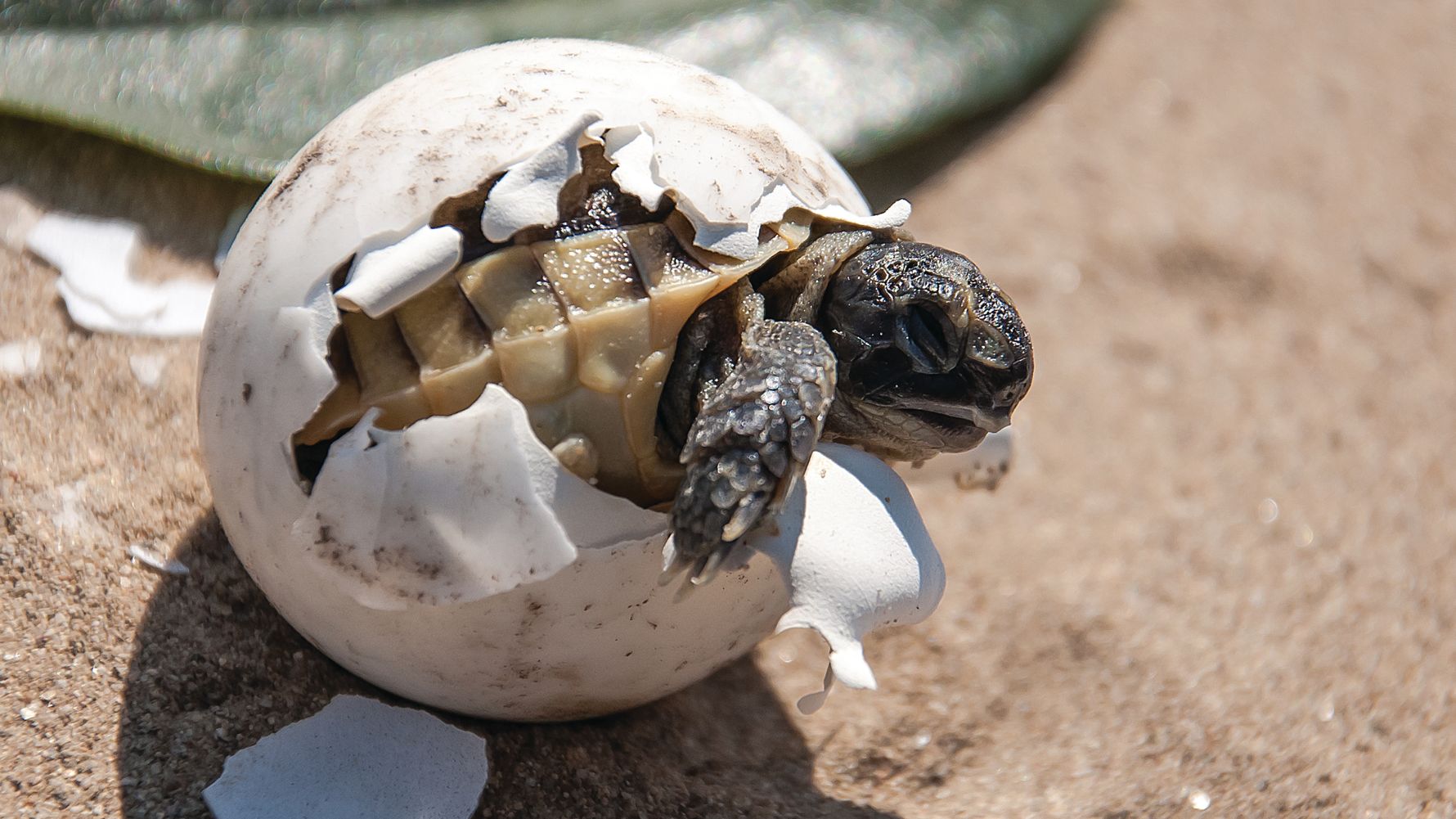Freiwilligenarbeit Schildkroeten: Junge Schildkroete schluepft aus einem Ei