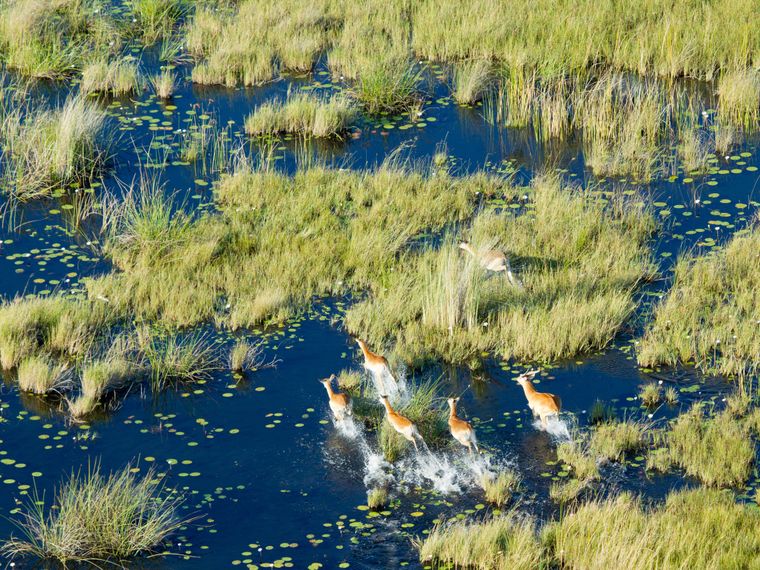 safari-botswana-delta-delights-okavango-delta-antelopes-bird-view