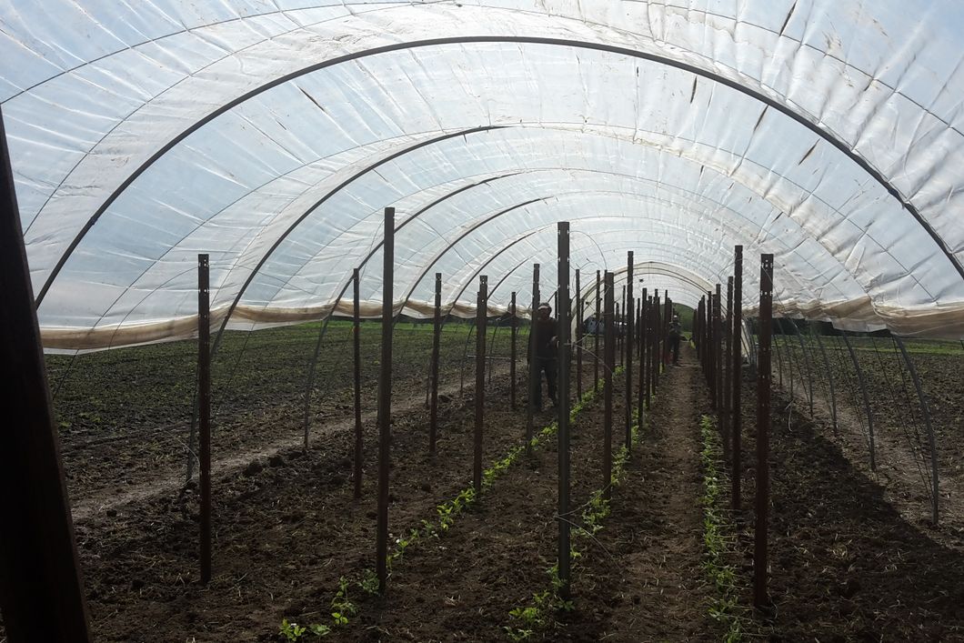 Praktikanten in der USA bei der Pflege eines Gewaechshauses