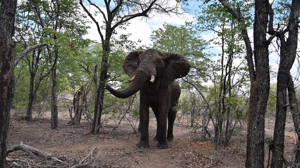 erfahrungsberichte-suedliches-afrika-pfg-rangerausbildung-kundenfotos-elefant-wald-natucate