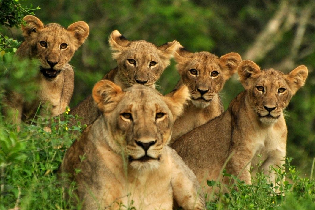 Aufnahme einer Loewenmutter mit ihren vier Jungtieren im Busch Suedafrikas
