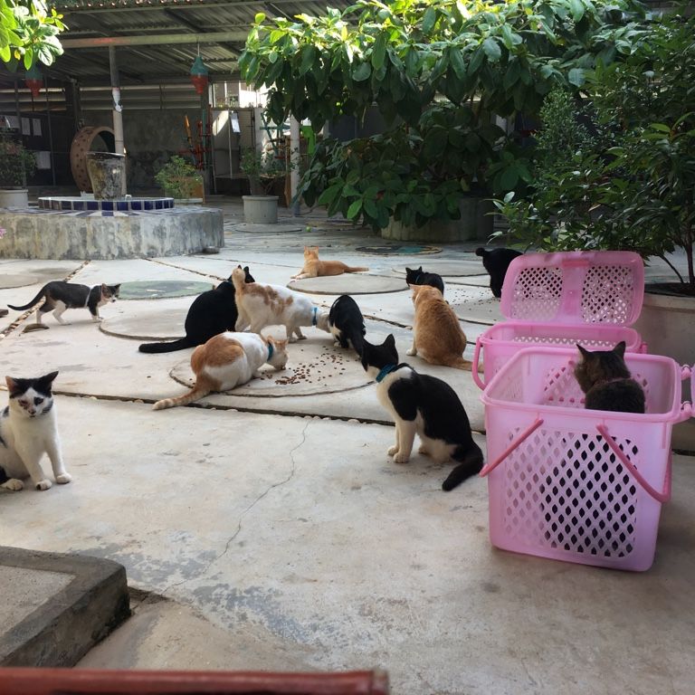 erfahrungsberichte-freiwilligenarbeit-thailand-ko-lanta-tierschutz-andrea-katzen-natucate