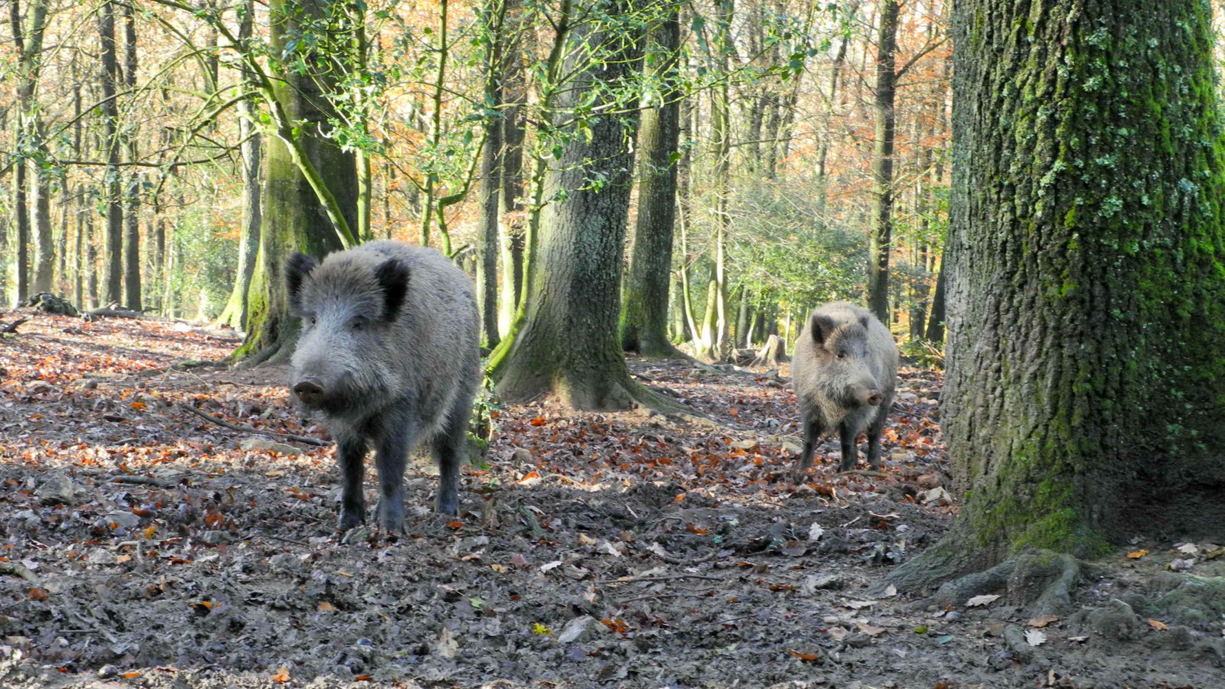 laenderinformationen-deutschland-wildschweine-natucate