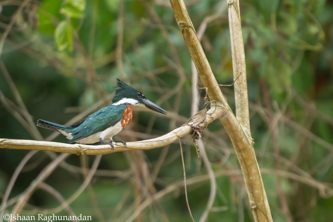 Beobachtung eines kleinen Vogels im Regenwald Perus