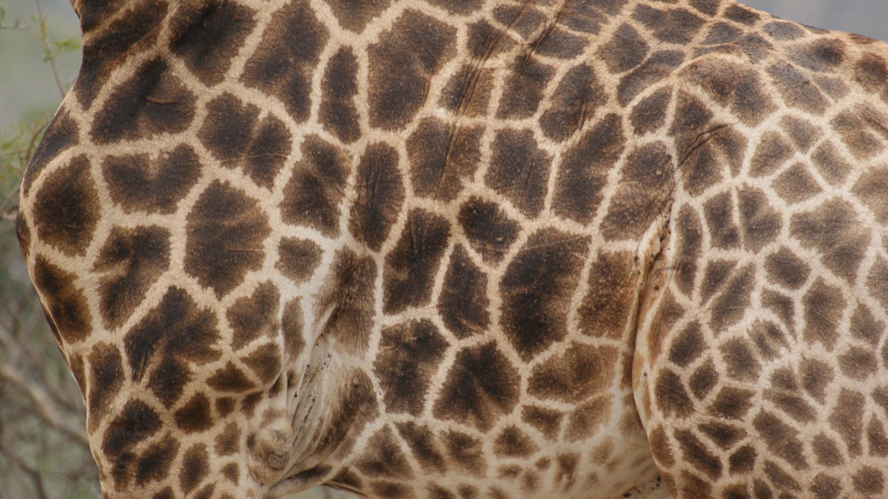 giraffen-afrika-naturwissen