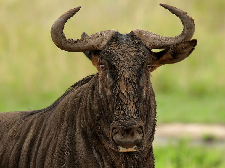 Eine Porträtaufnahme eines Blue Wildebeest aus dem Krüger Nationalpark, welcher an das Timbavati Game Reserve angrenzt. Dieses Streifengnu (eine große Antilope mit kräftigen geschwungenen Hörnern; Grasfresser) befindet sich vor einem grünen Hintergrund und das Match im Gesicht.