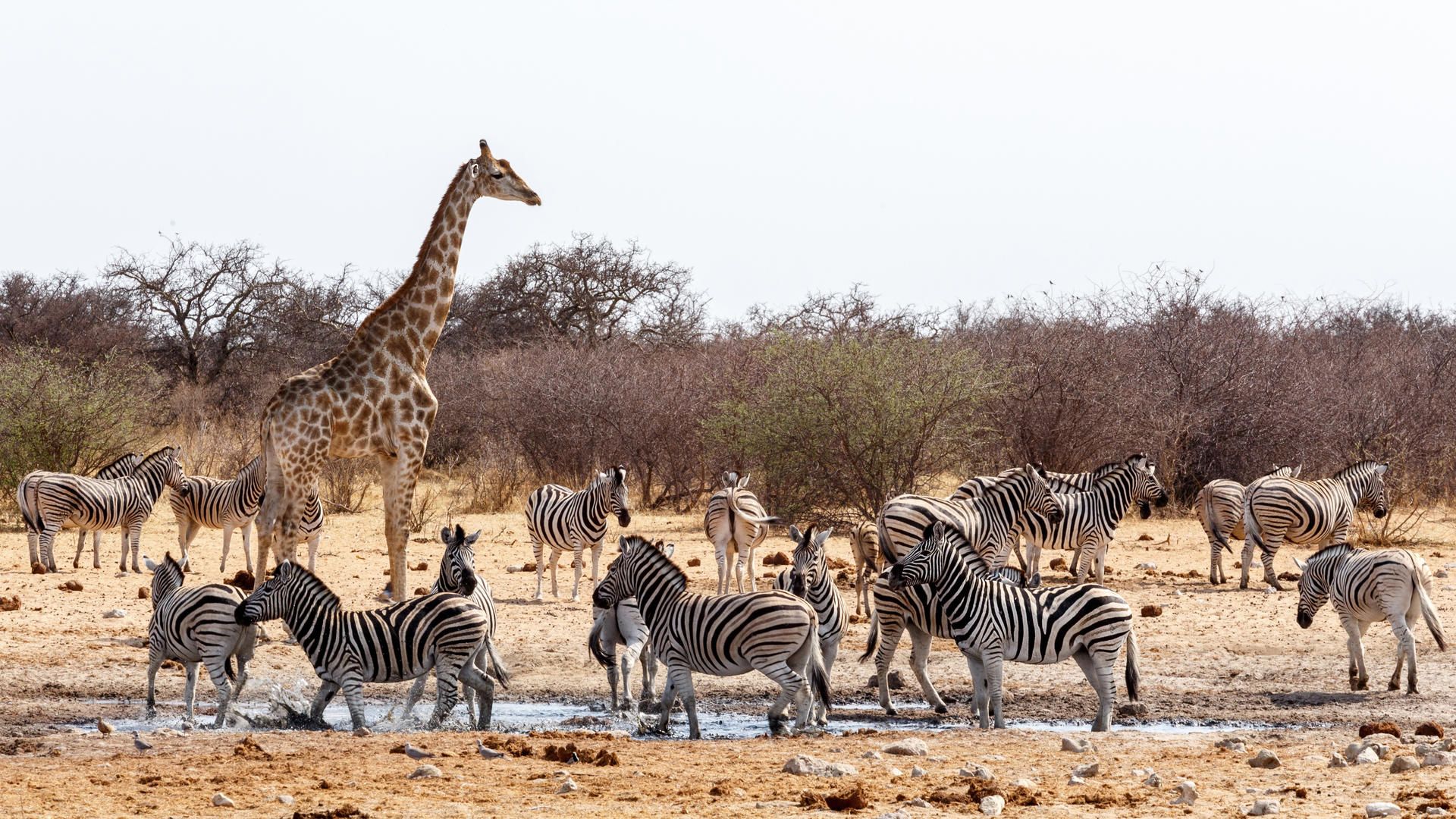 Wildlife Expedition Namibia: Etosha & Waterberg Safari ⋅ Natucate