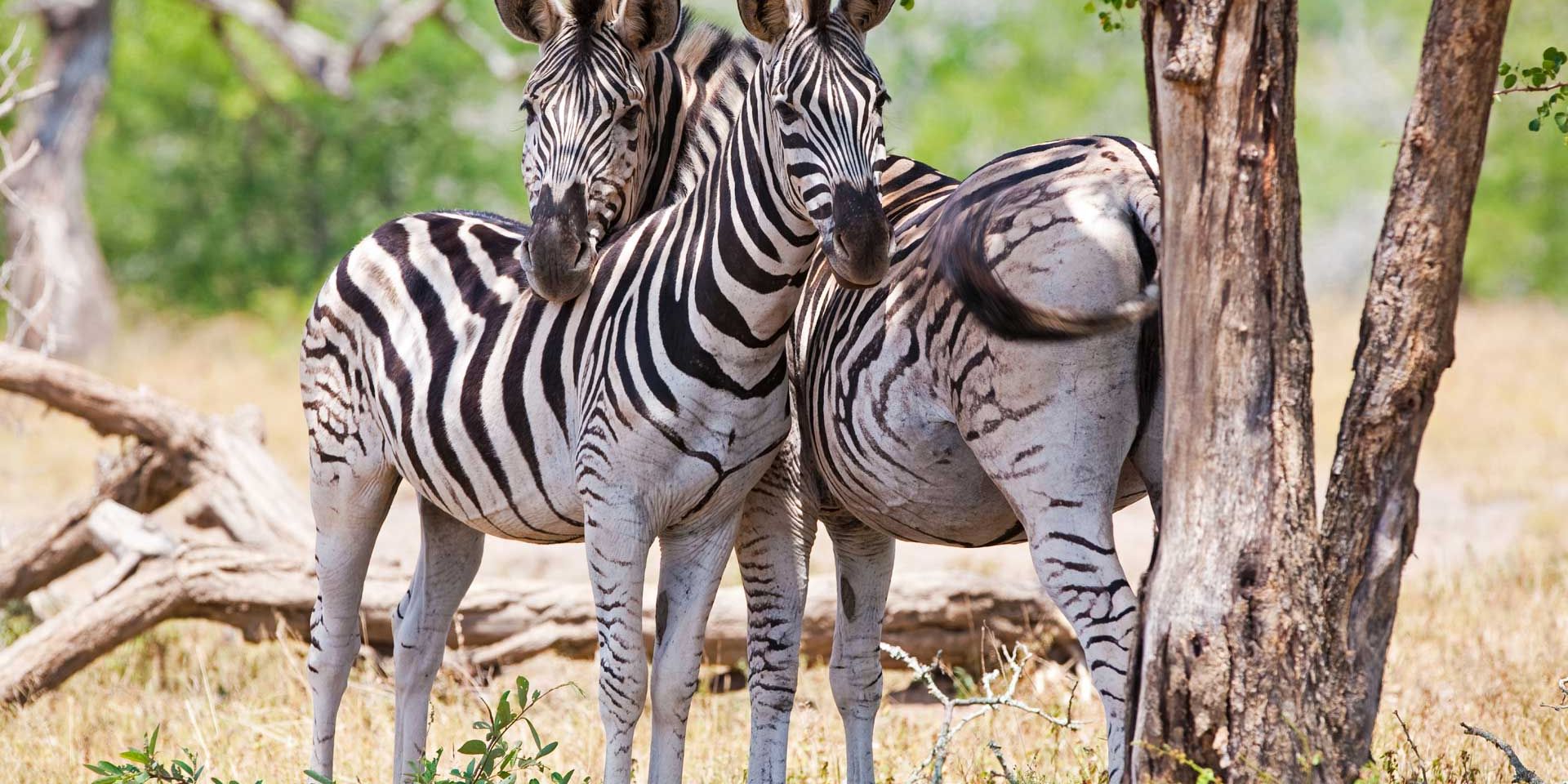 Volunteering in South Africa: Two zebras in Zululand