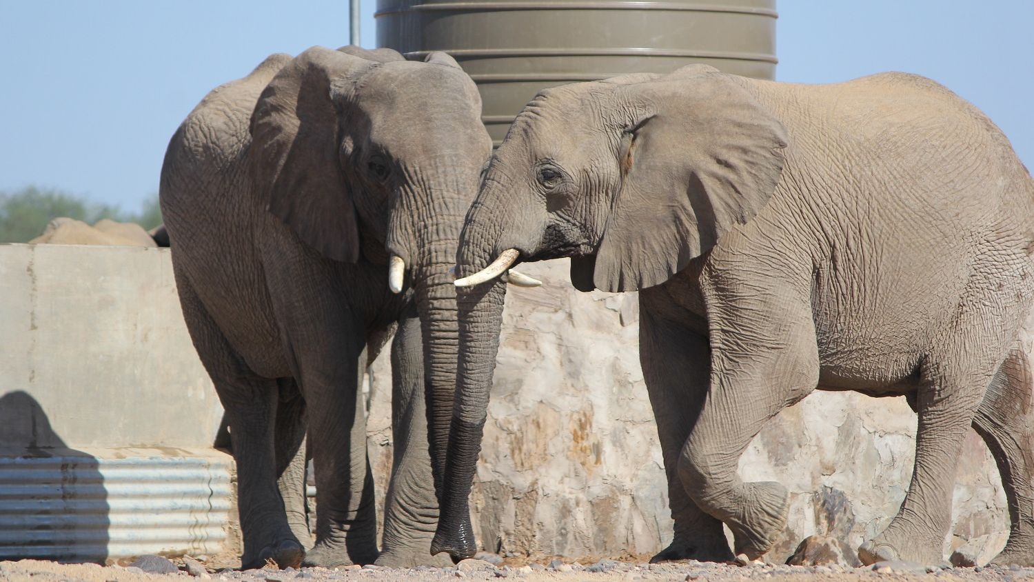 landingpage-freiwilligenarbeit-elefanten-afrika-namibia-natucate