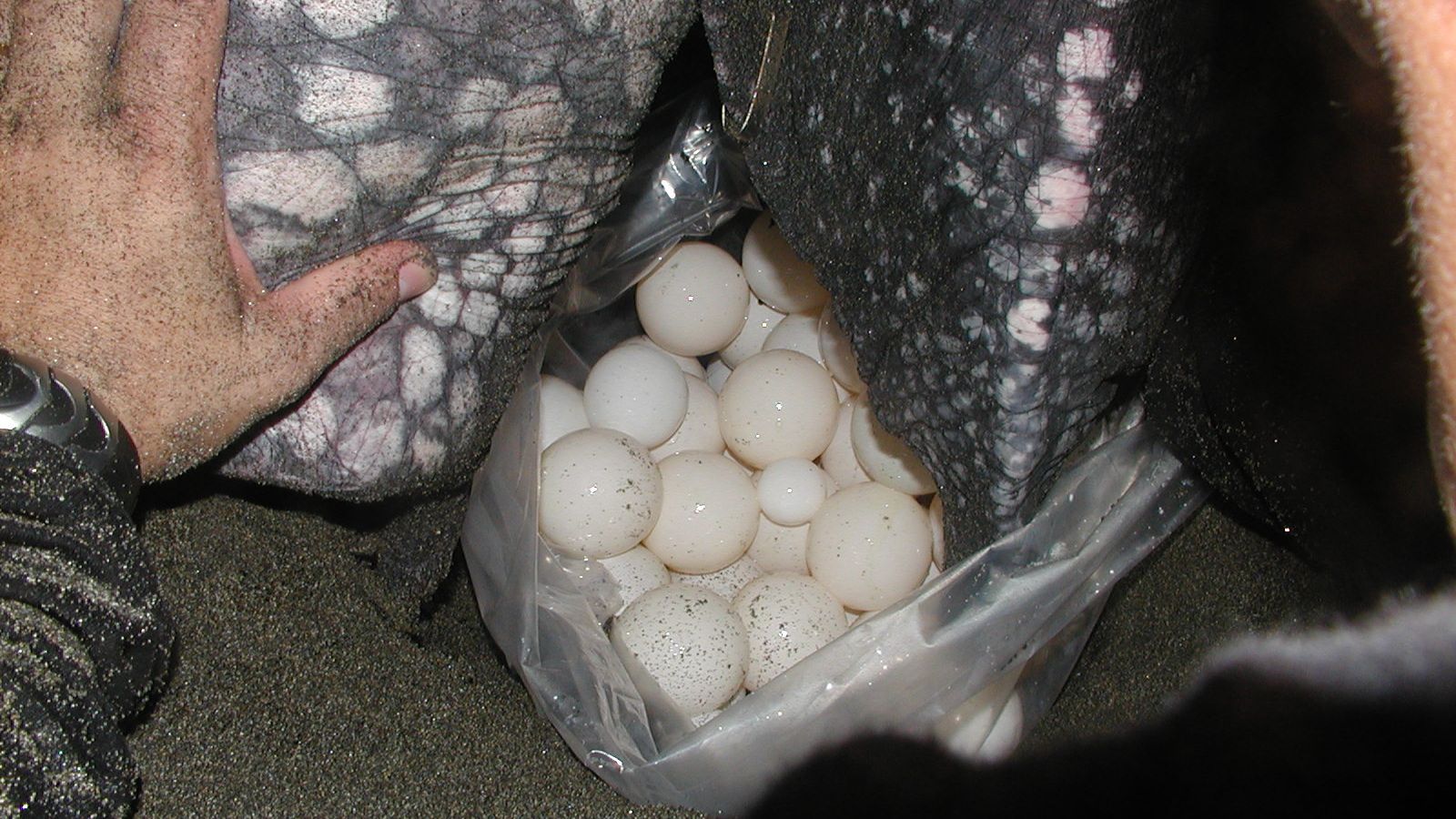 artenschutz-schildkroete-costa-rica-blog-natucate