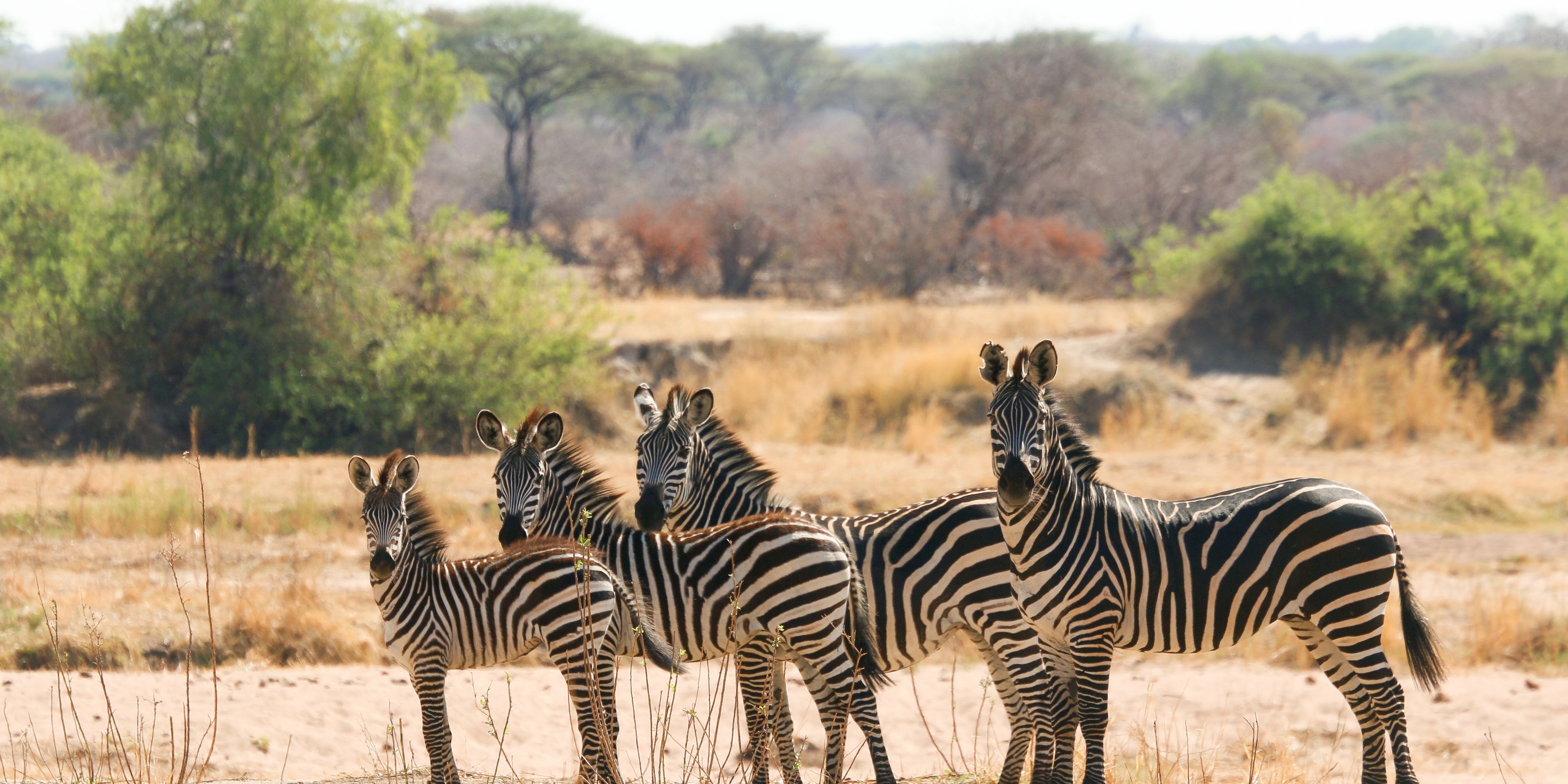 Herd of Zebras