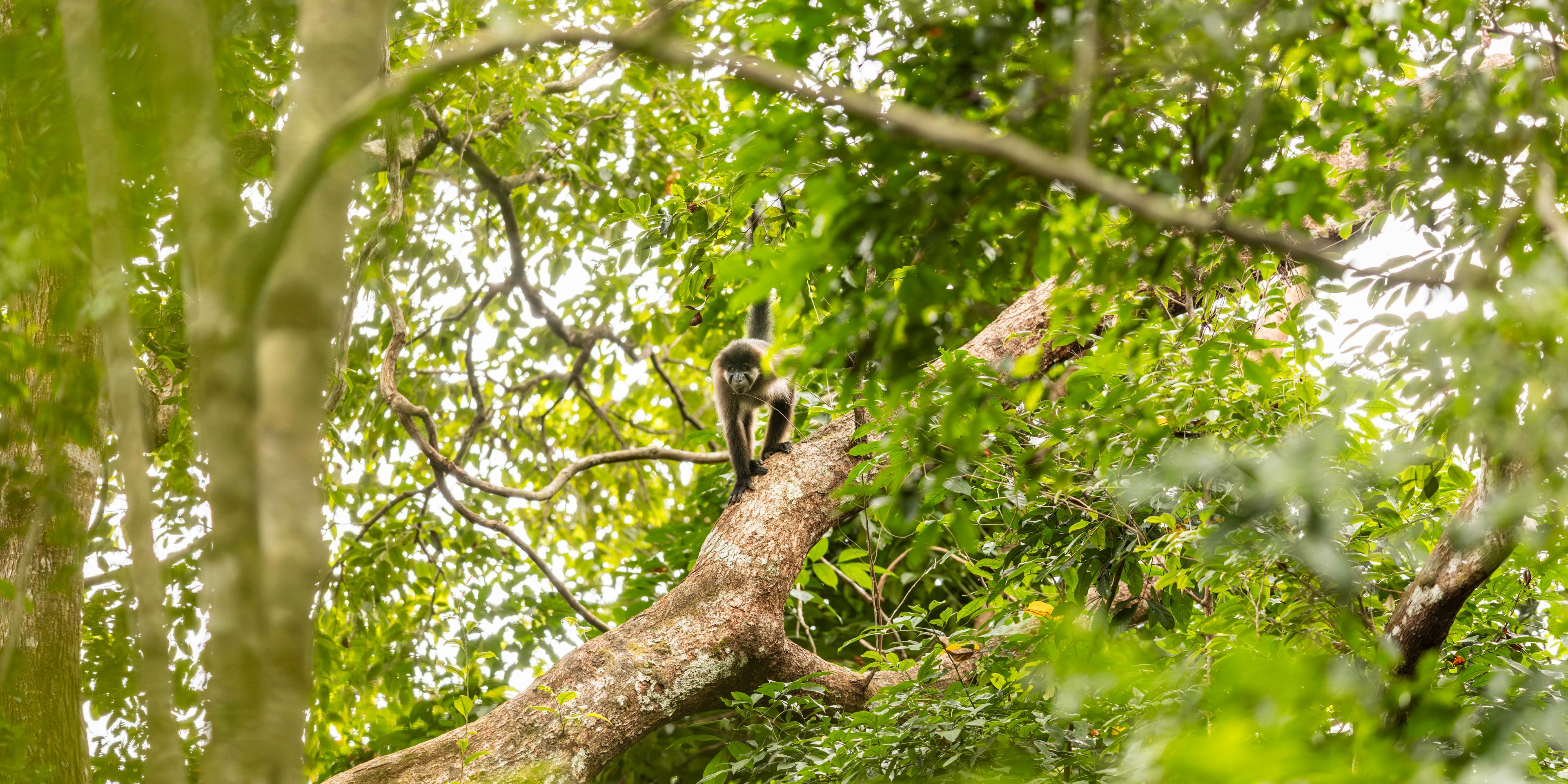 natucate-nature-travel-gabon-wilderness-trails-monkey