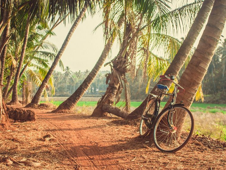 EcoTourism: Ein Fahrrad lehnt in einem Palmenhain an einer Palme