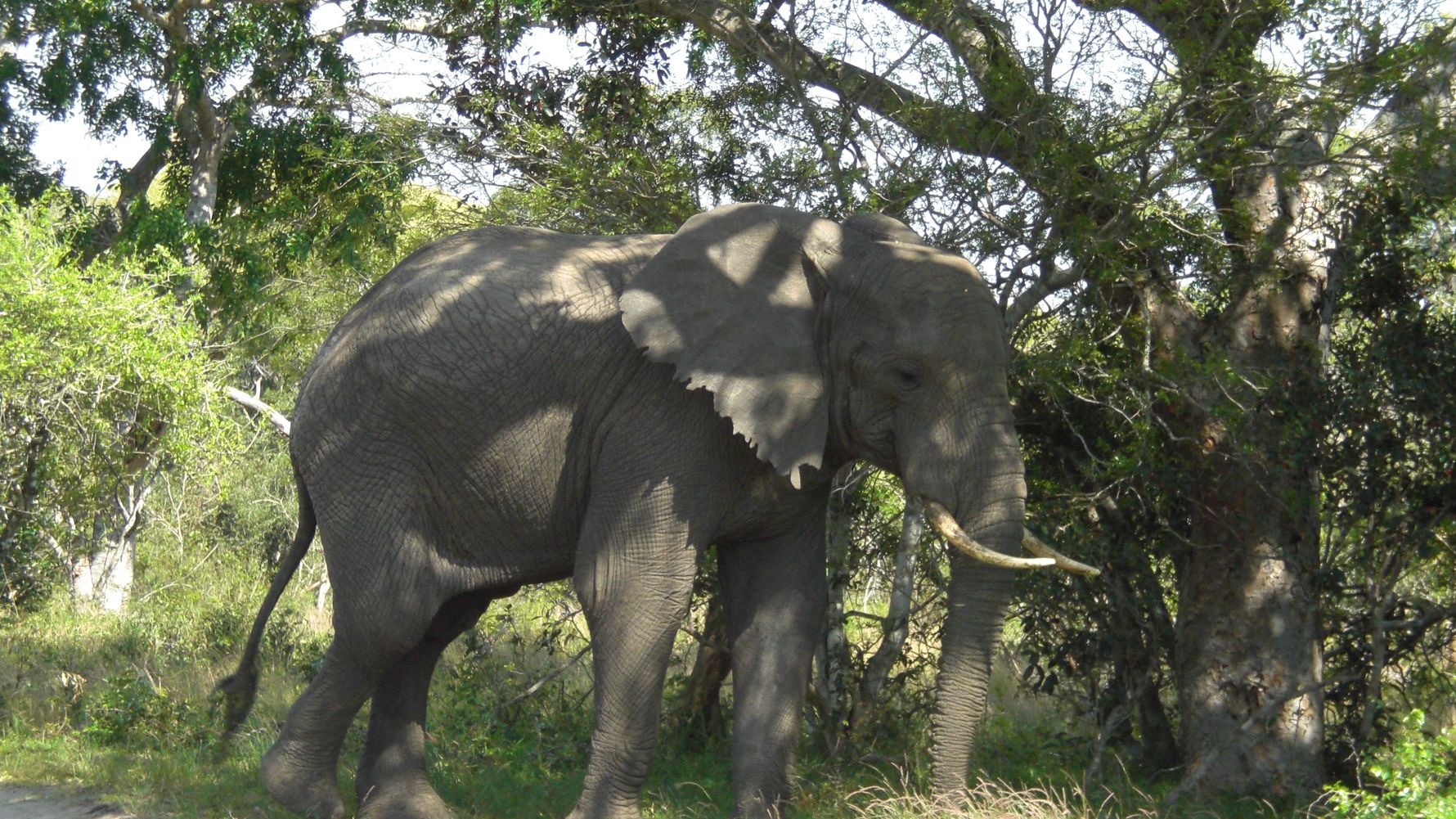 erfahrungsberichte-freiwilligenarbeit-suedafrika-zululand-marianne-elefant-natucate