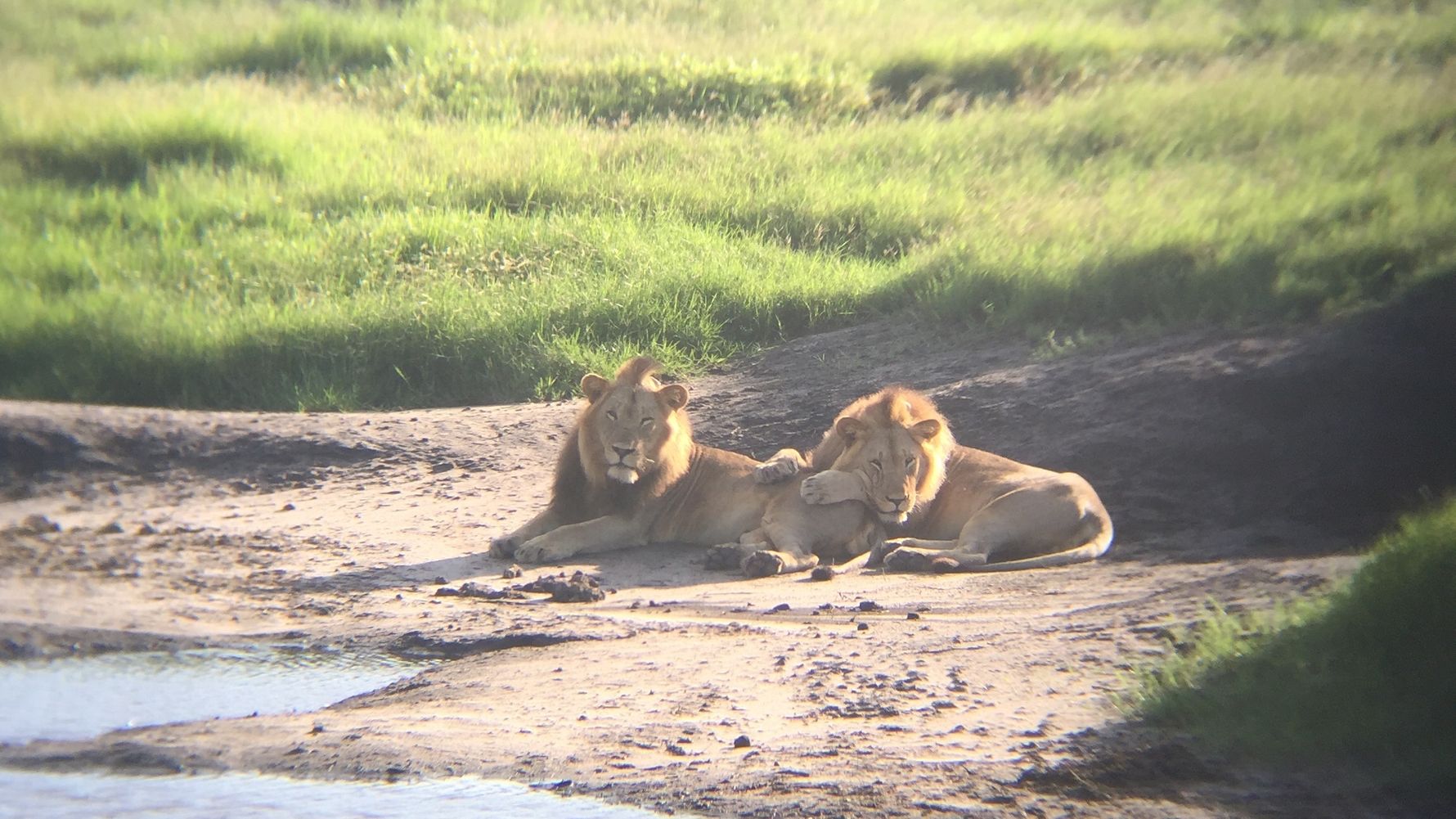 Zwei maennliche Loewen an einer Wasserstelle in Suedafrika