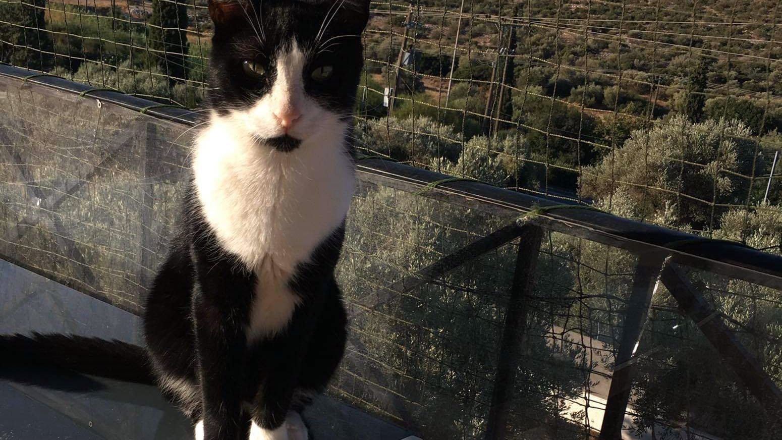erfahrungsbericht-freiwilligenarbeit-griechenland-tierschutz-caroline-katze-terrasse-natucate