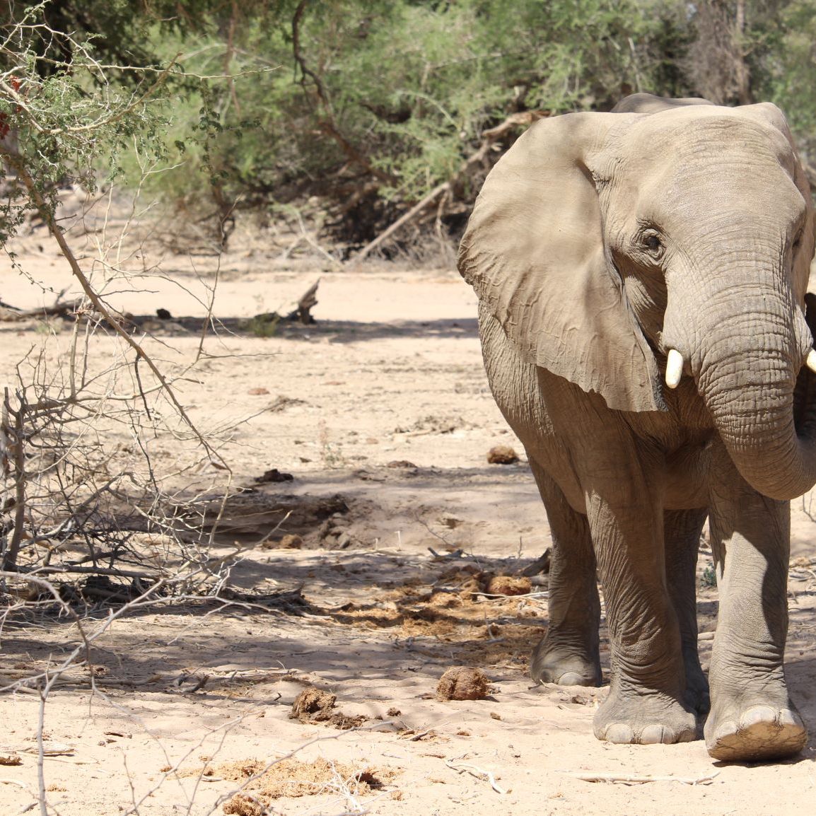 erfahrungsberichte-freiwilligenarbeit-namibia-elefanten-sabrina-elefant-natucate