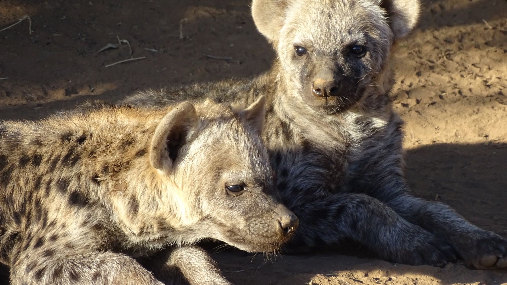 hyenaen-naturwissen-blog-jungtiere-verhalten-rudel