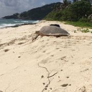 freiwilligenarbeit-seychellen-artenschutz-erfahrungsbericht-kundenfotos-strand-schildkroete-natucate
