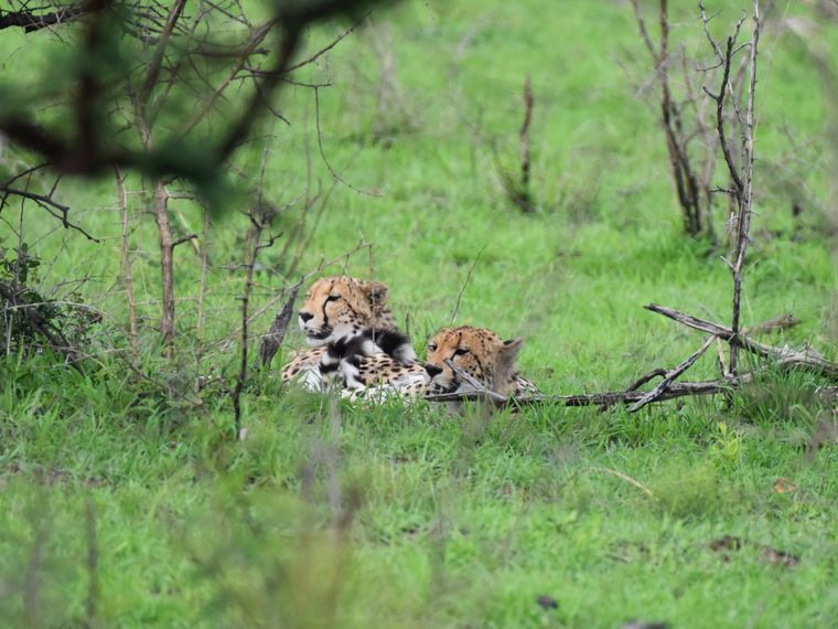 natucate-blog-news-field-visit-zululand-tadj-cheetah