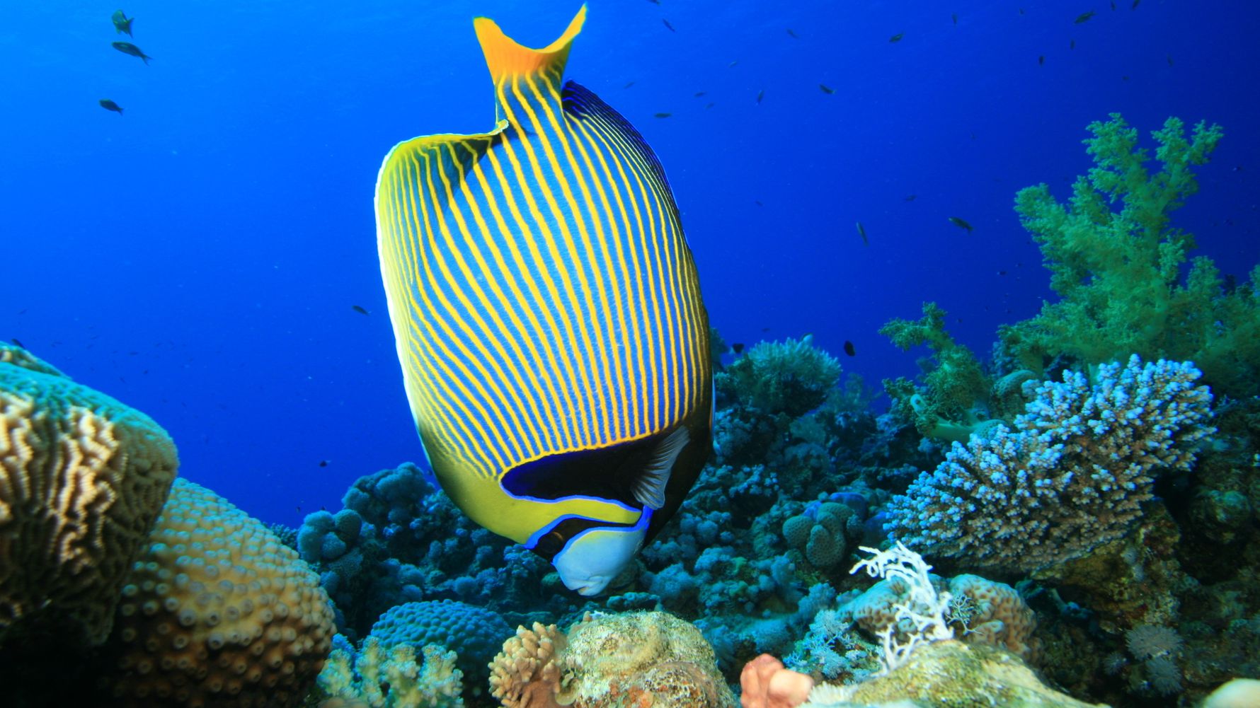 Angelfisch Unterwasser