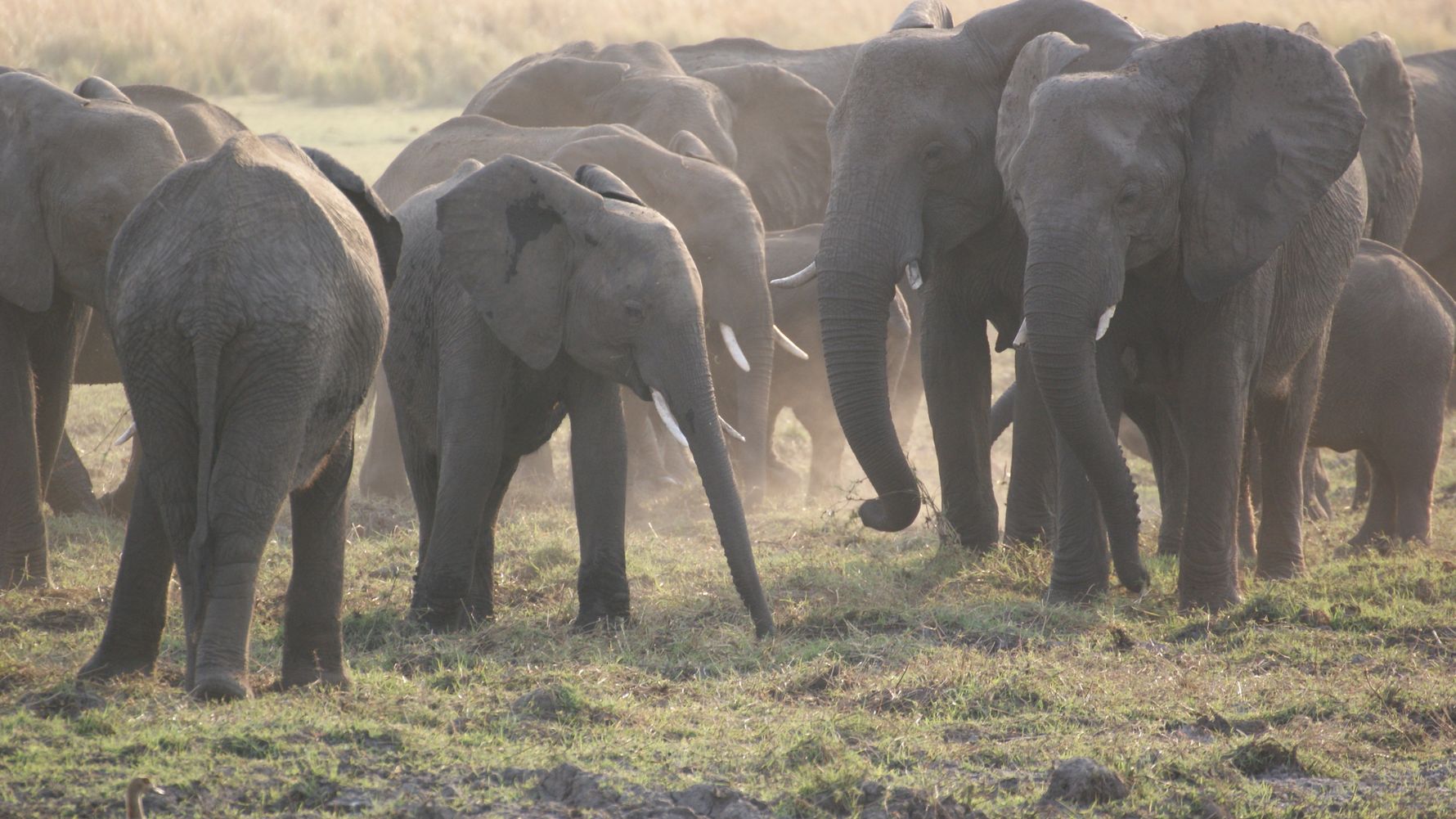 Artenschutz: Afrikanische Elefantenherde