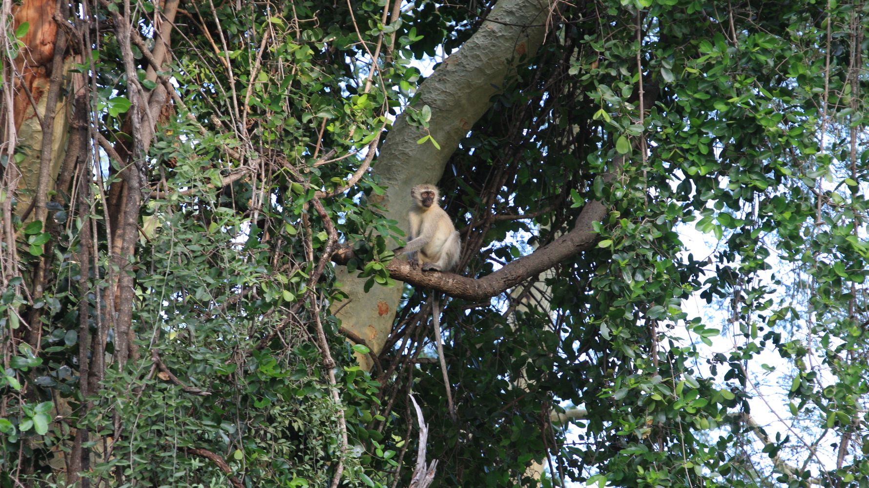 erlebnisreise-suedafrika-erfahrungsbericht-ecoquest-kundenfotos-affe-natucate
