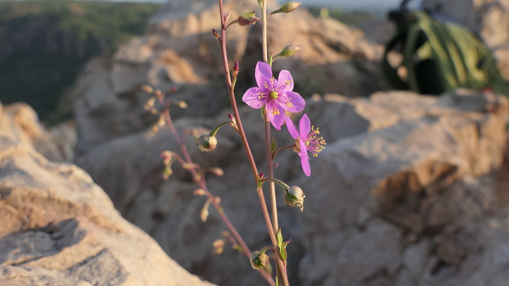 erfahrungsbericht-suedafrika-naturausbildung-tracking-fotografie-kundenfotos-blume-natucate