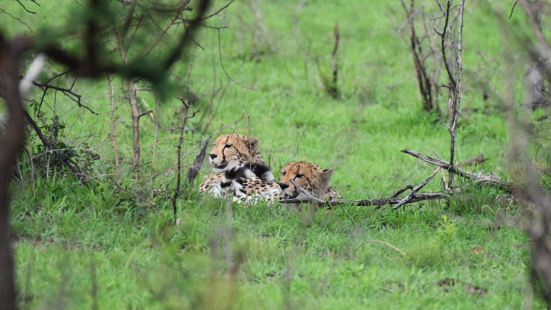 natucate-blog-news-field-visit-zululand-tadj-cheetah