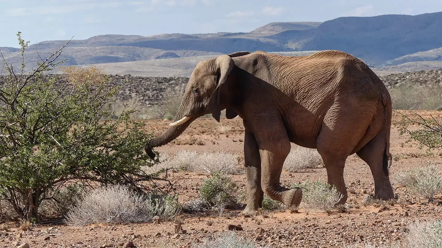 erfahrungsbericht-sabbatical-afrika-julian-freiwilligenarbeit-namibia-elefant-natucate