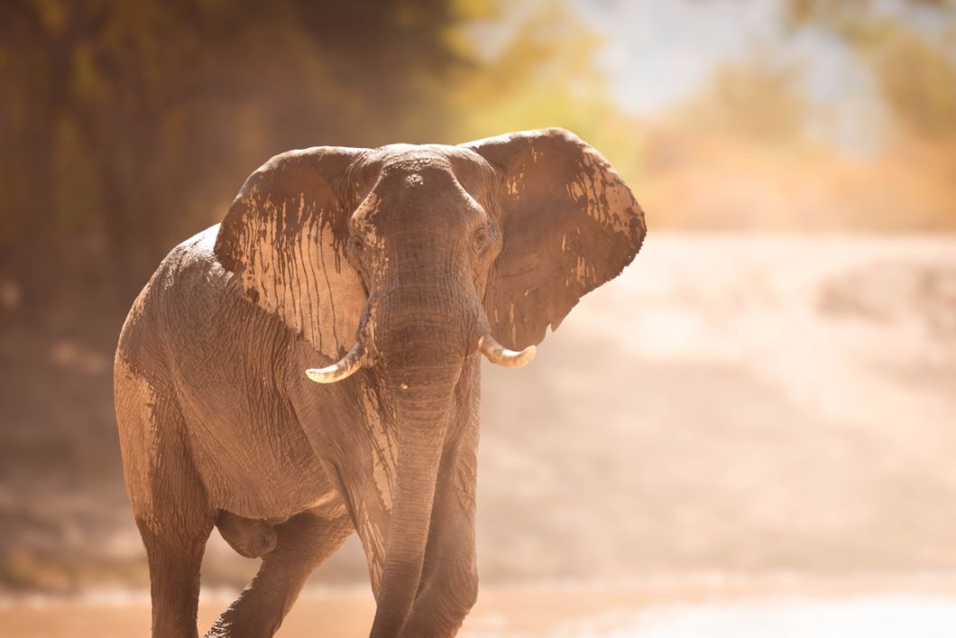 Elefant mit nassem Kopf