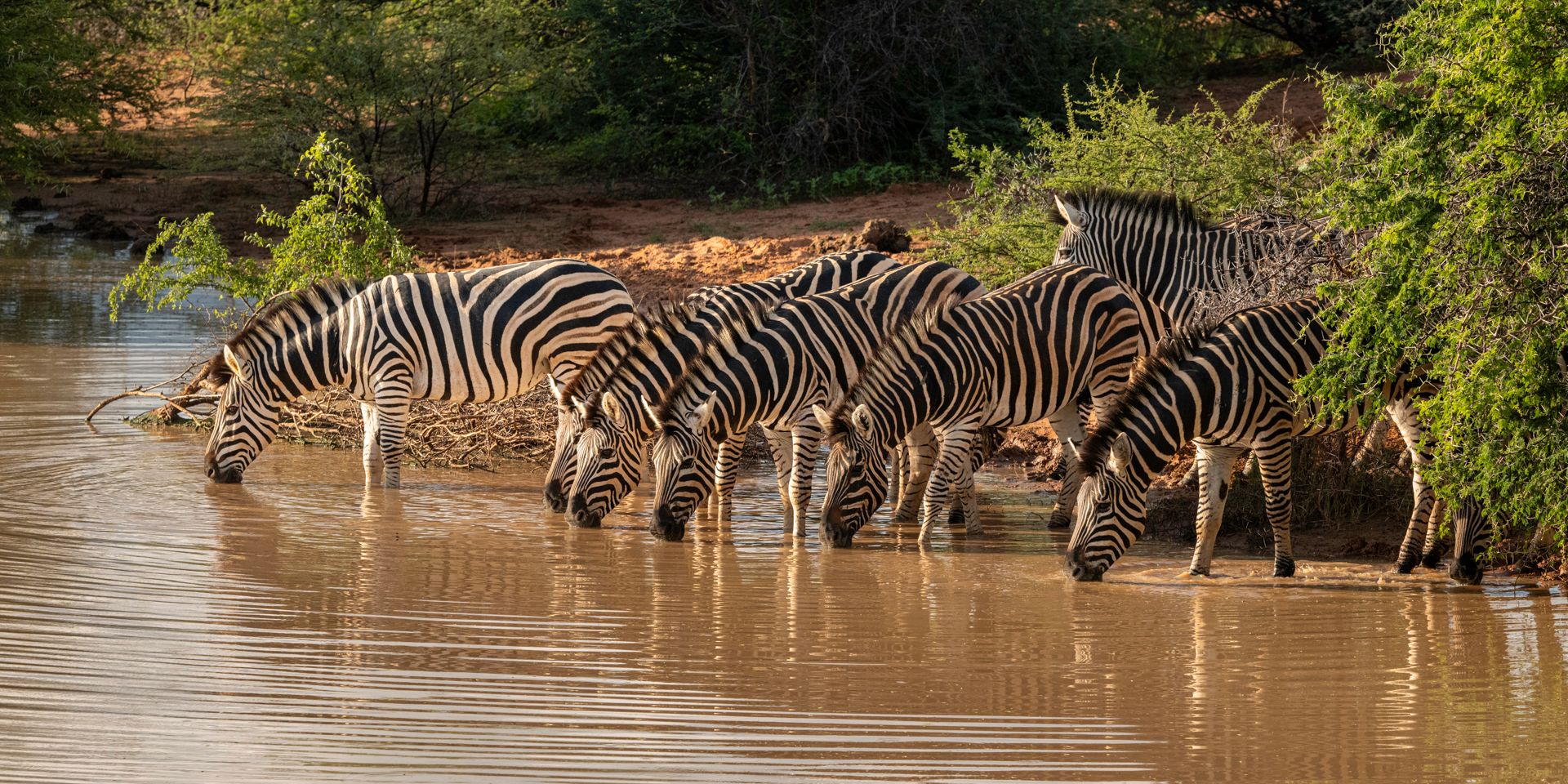 natucate-volunteering-south-africa-marataba-zebras