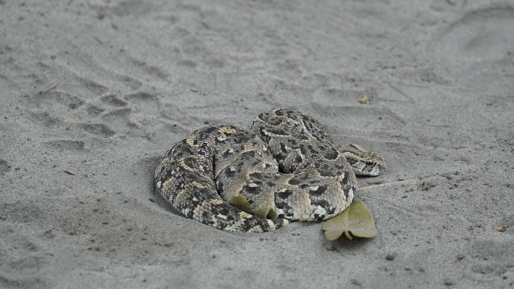 erfahrungsberichte-rangerkurse-botswana-field-guide-training-walter-puffotter-schlange-natucate