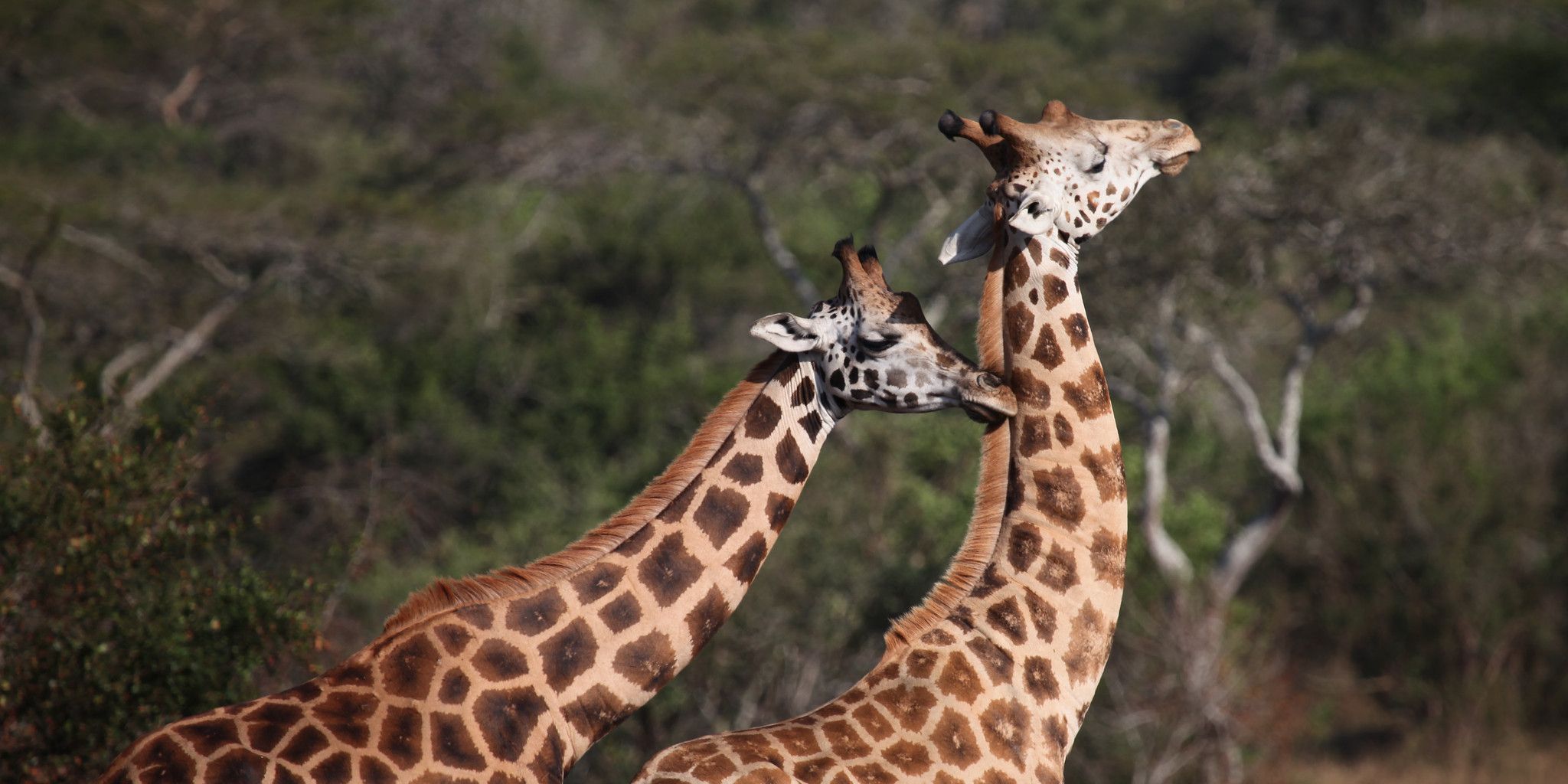 Two giraffes
