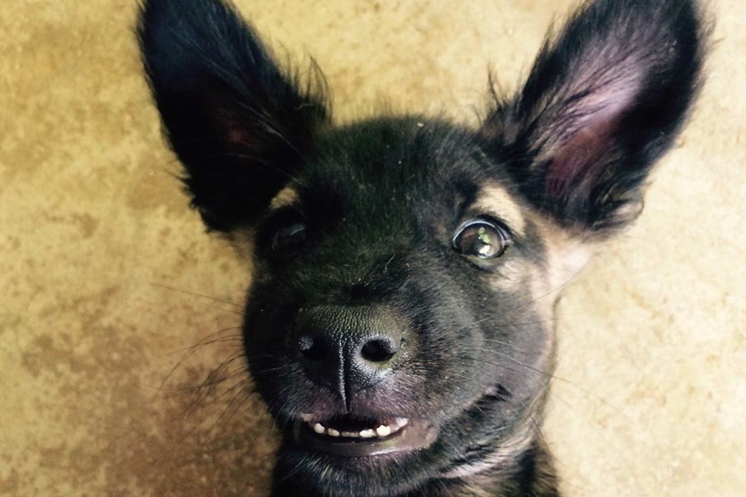 Animal welfare in Thailand: A dog in our animal rescue project on Ko Lanta