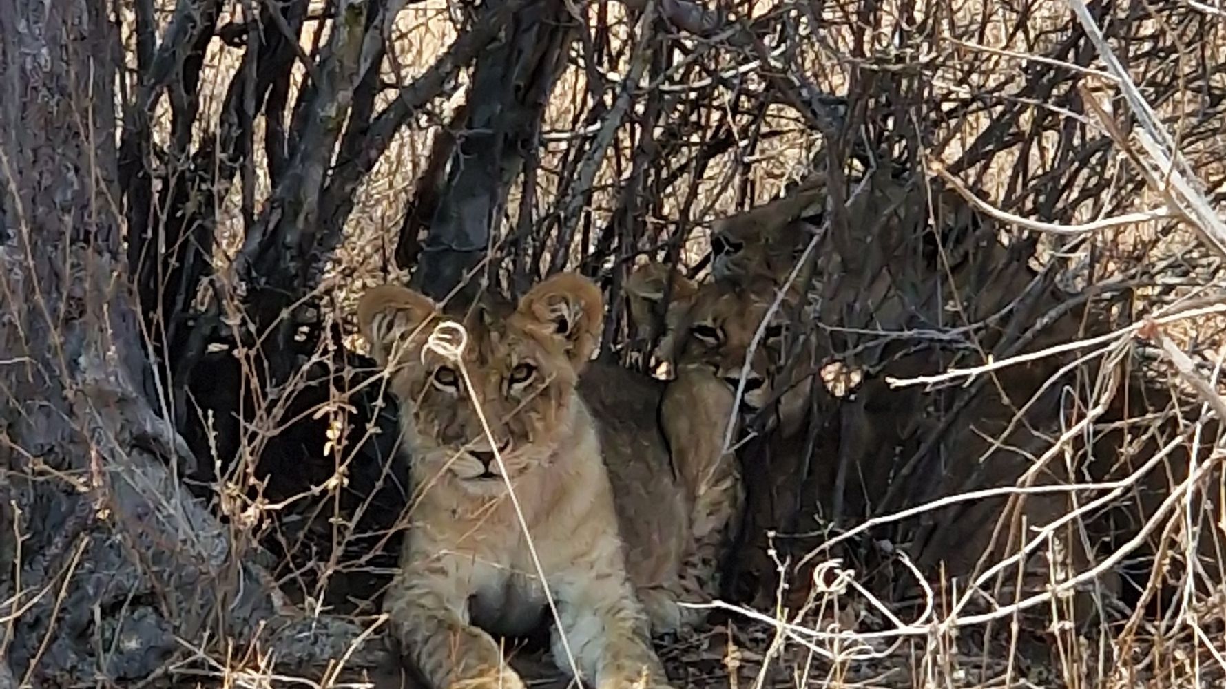 Young lion in Ruaha National Park