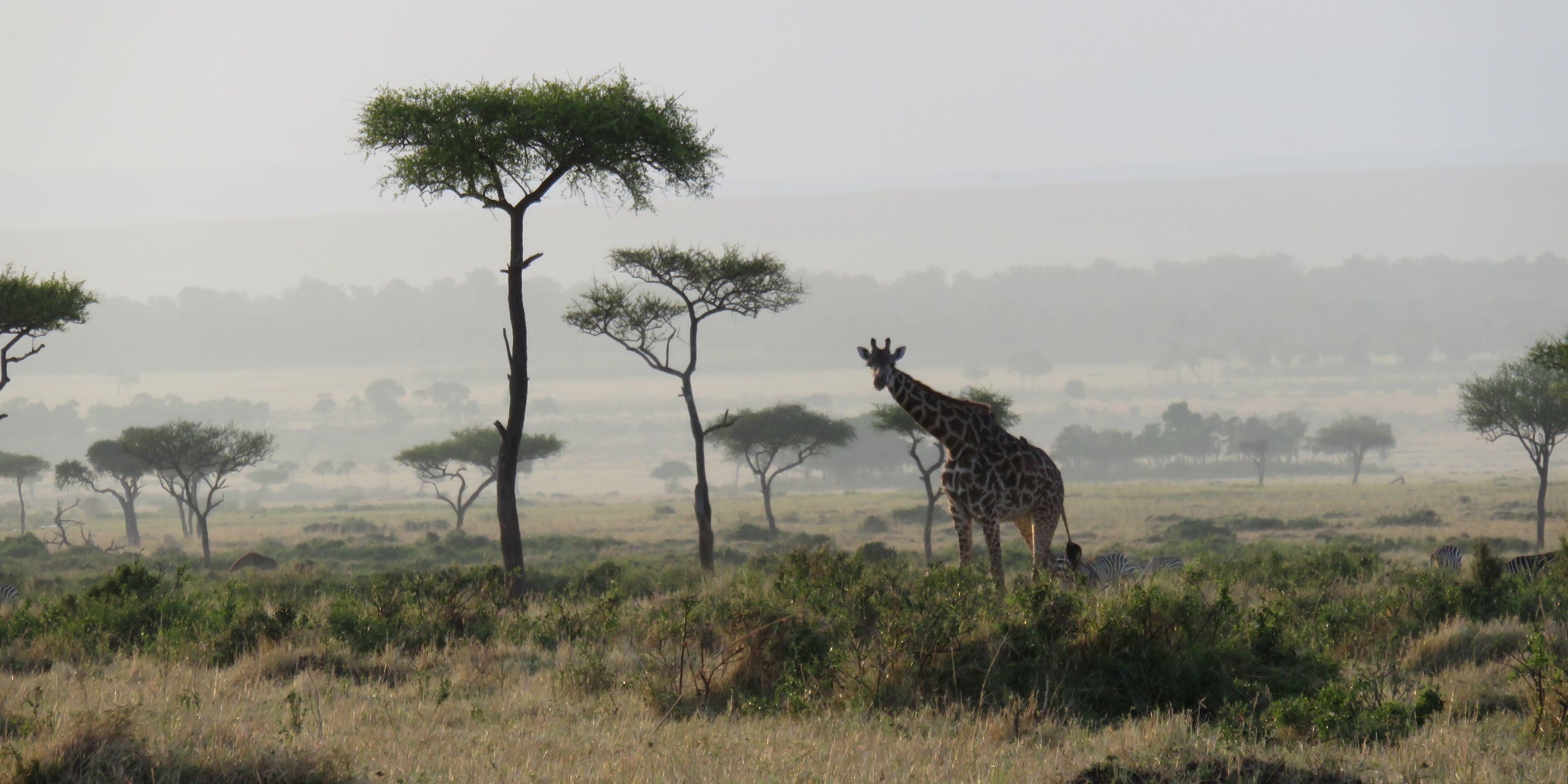 Beobachtung einer Giraffe in der Savanne Kenias waehrend eines Ausflugs der Guides