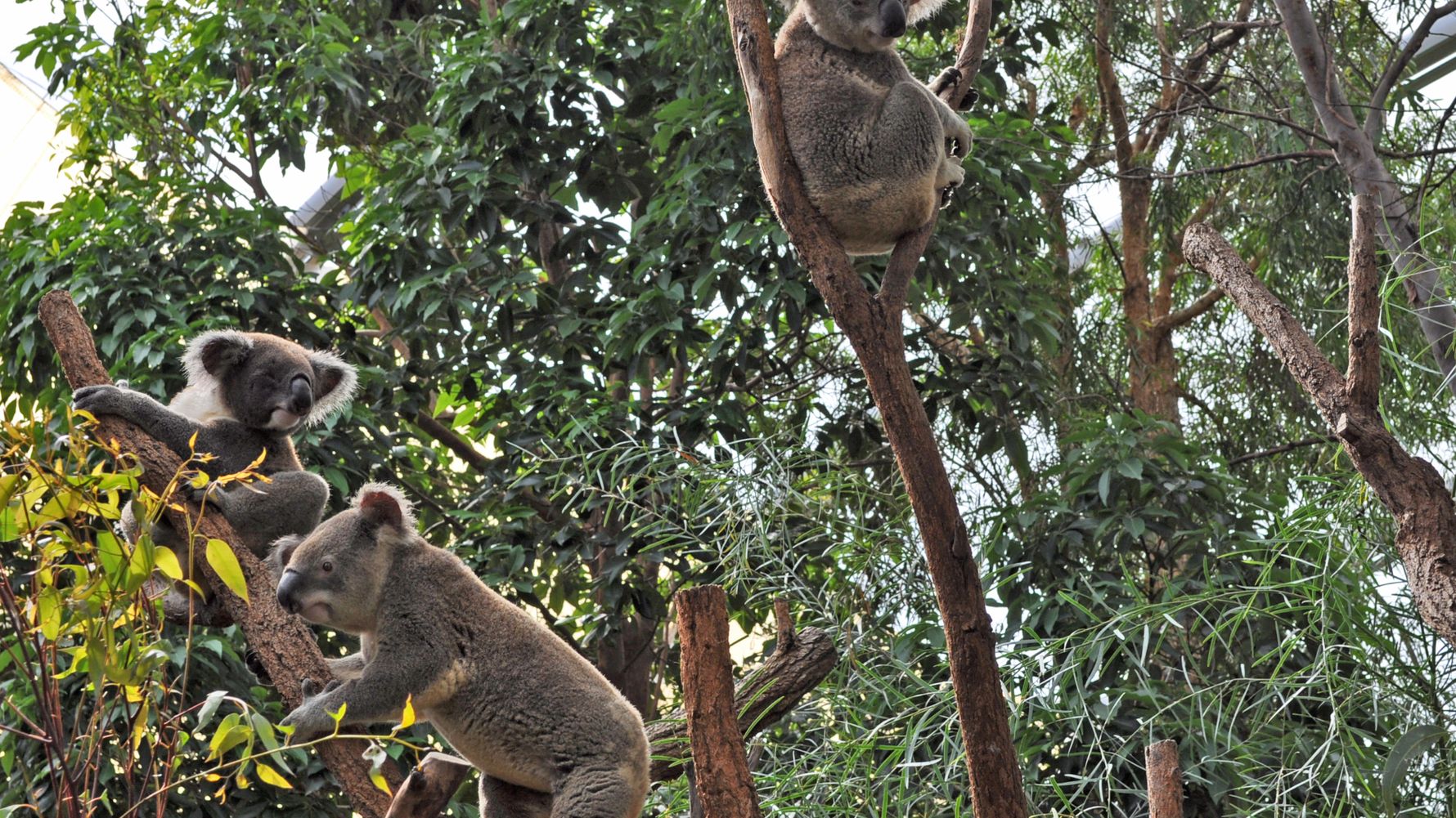 Natucate Blog – Koalas ⋅ Natucate