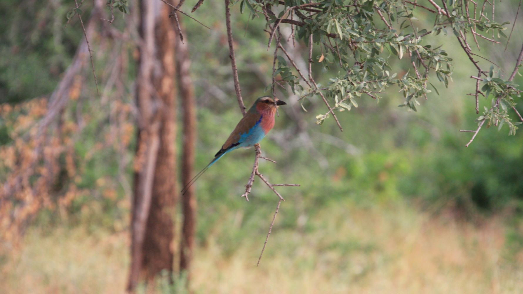naturreise-suedafrika-erfahrungsbericht-ecoquest-kundenfotos-vogel-natucate