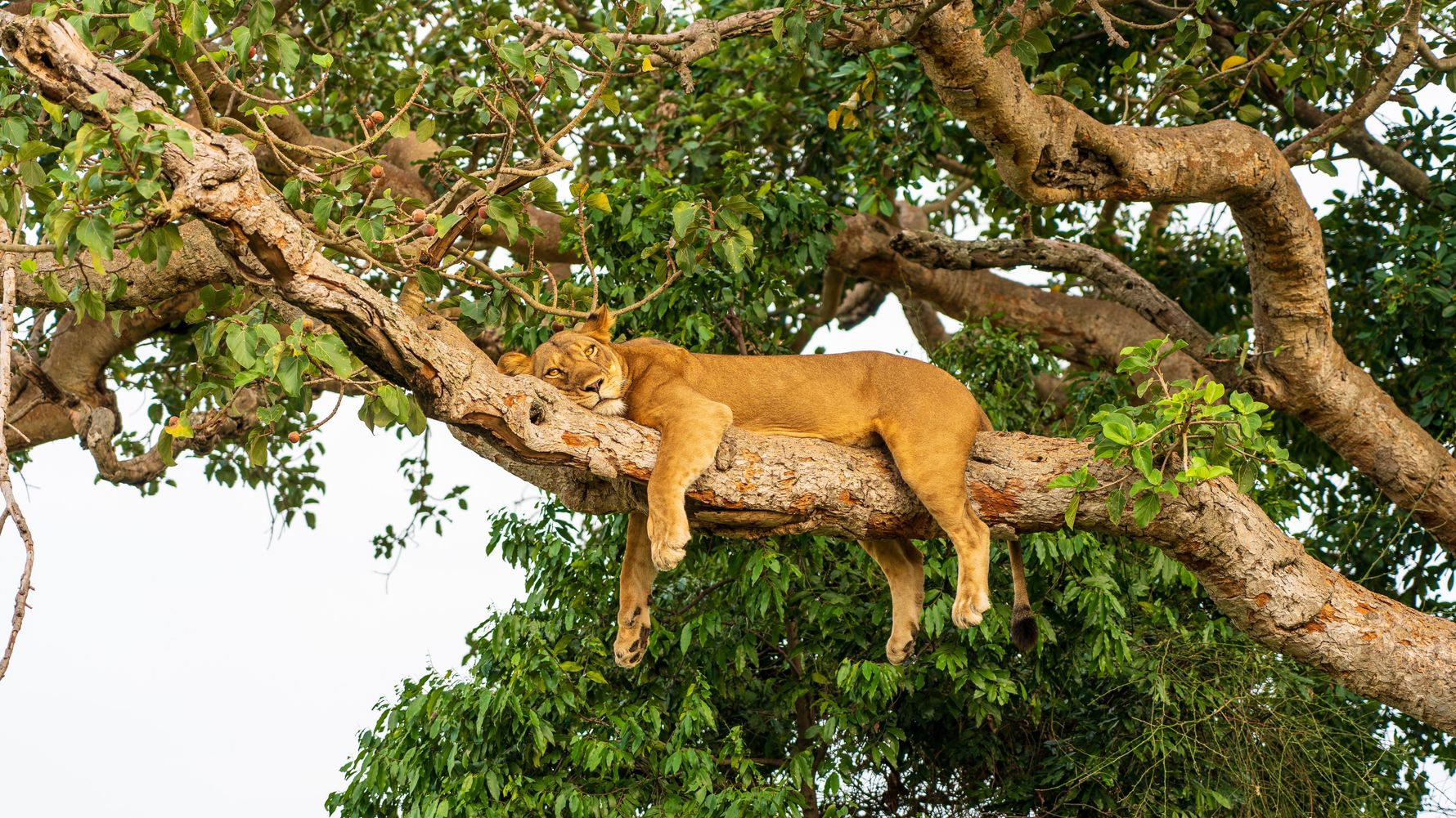 Resting lion on a tree