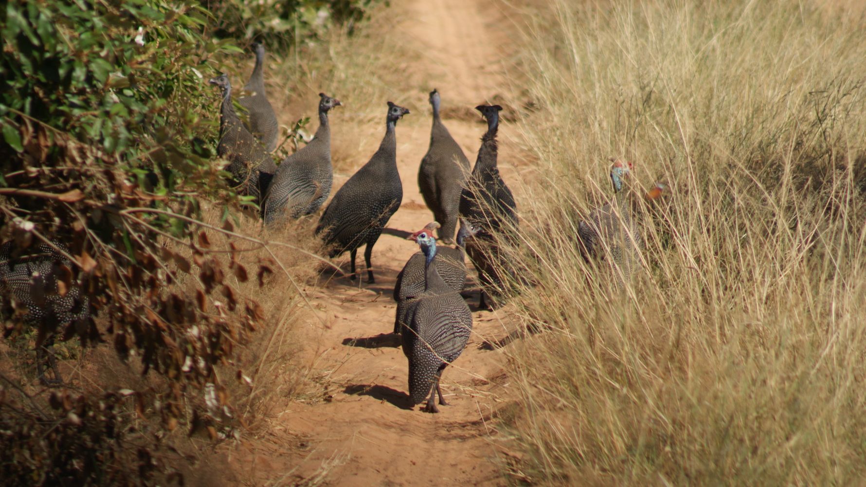 Six guinea fowls