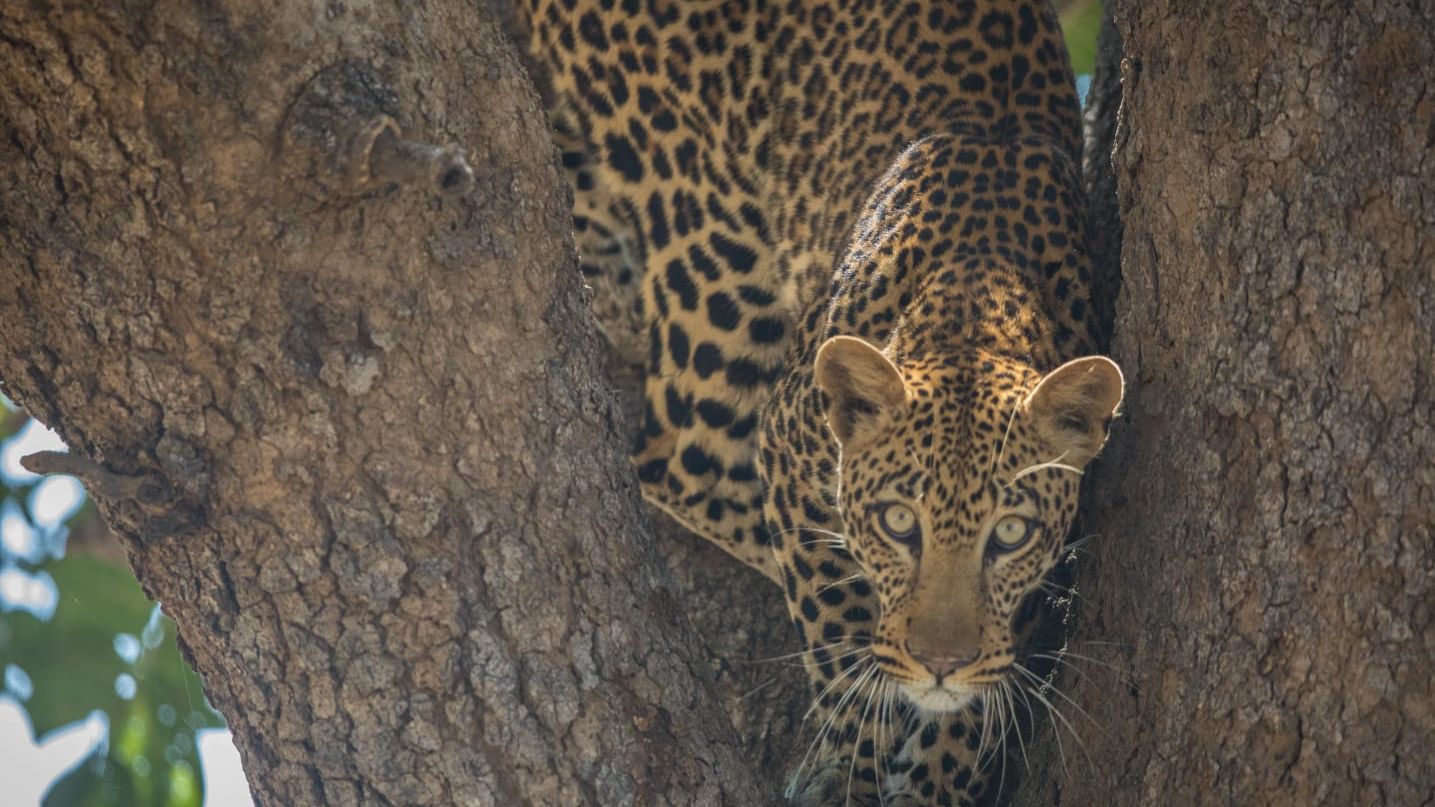 blog-ratgeber-pfg-details-leoprad-natucate