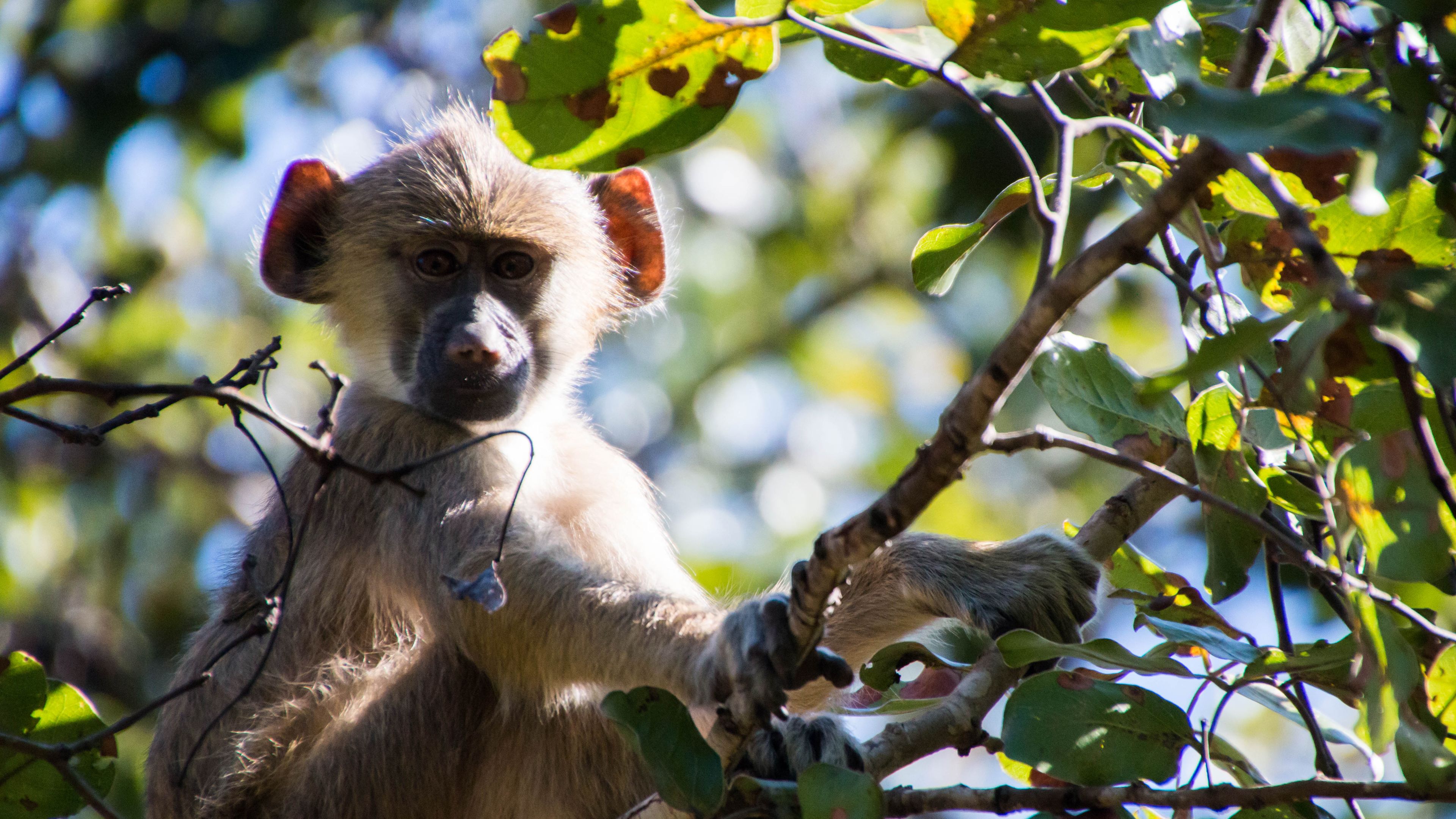 volunteering-malawi-sanctuary-yellow-baboon-tree