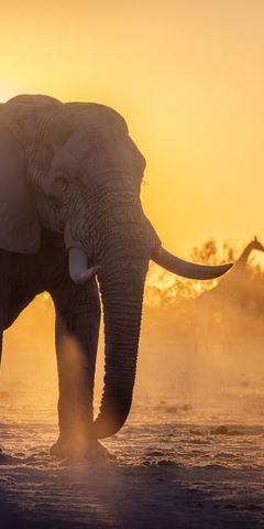 Elefantenbulle l&auml;uft w&auml;hrend Sonnenuntergang