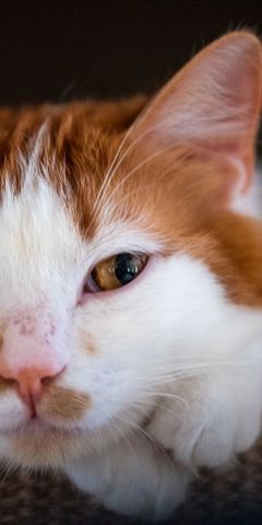 freiwilligenarbeit-griechenland-tierschutz-katze-in-korb-natucate