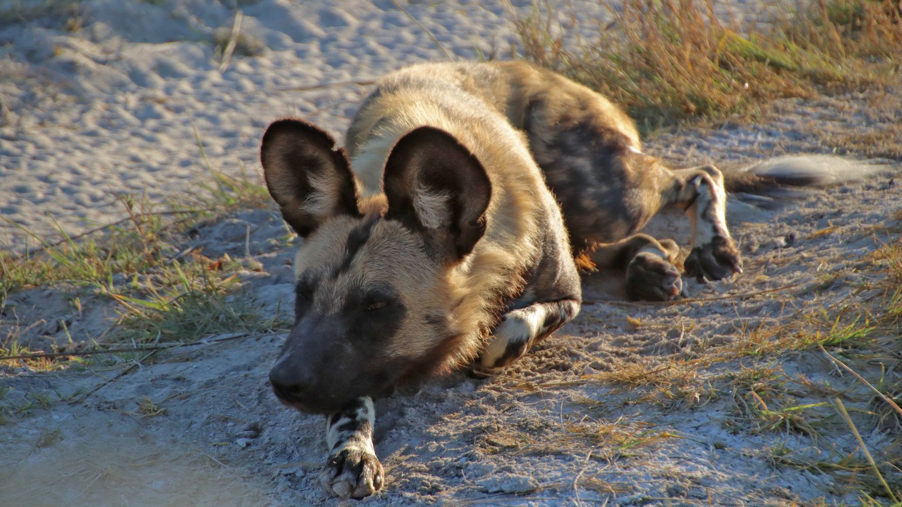 erfahrungsbericht-freiwilligenarbeit-namibia-rangerkurs-botswana-jacqueline-wildhund-natucate