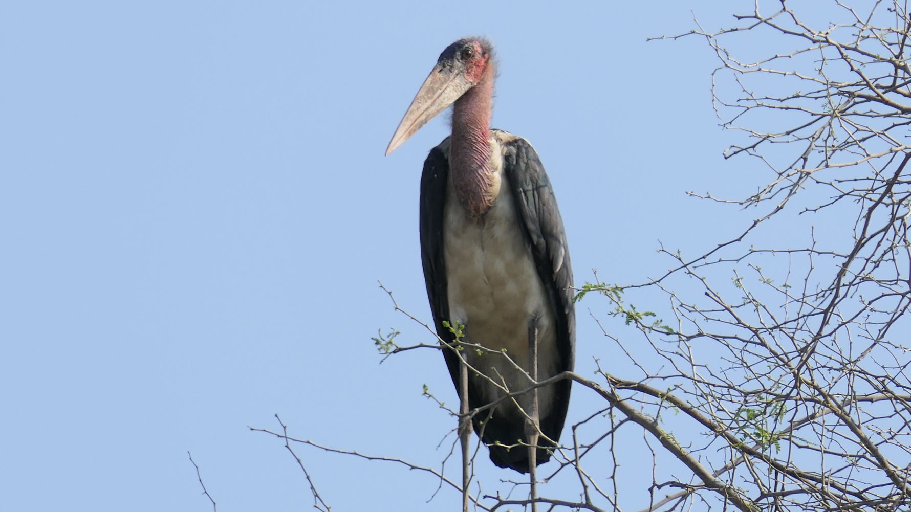 erfahrungsbericht-suedafrika-naturausbildung-tracking-fotografie-kundenfotos-grosser-vogel-natucate
