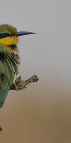 safari-botswana-naturwunder-des-nordens-beeeater